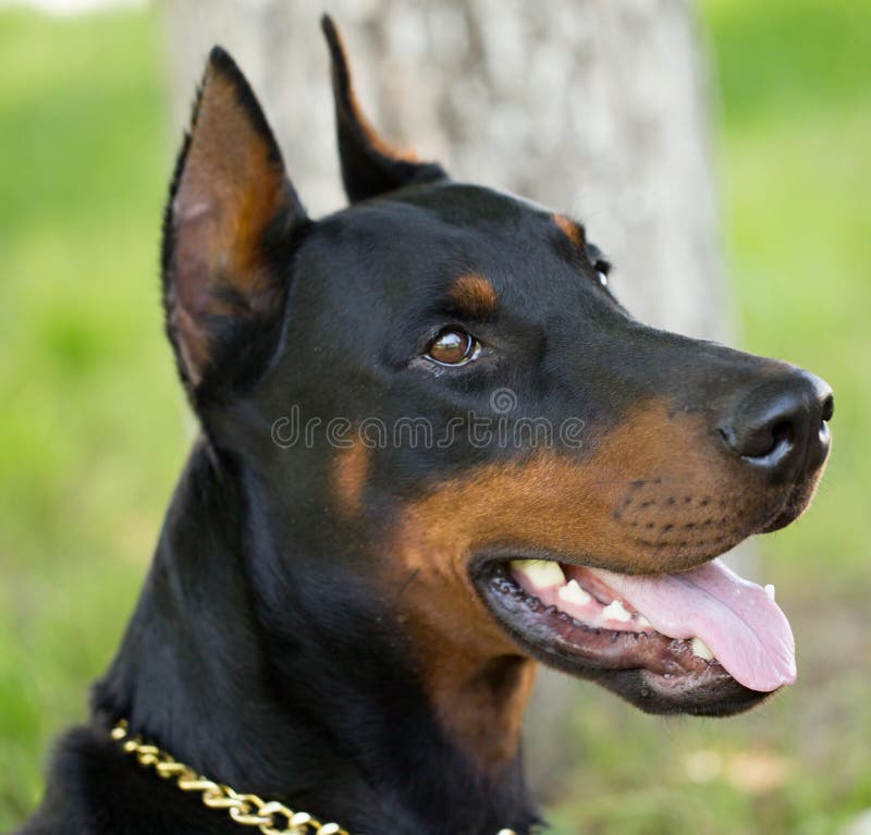 A portrait of a thoroughbred dog in nature