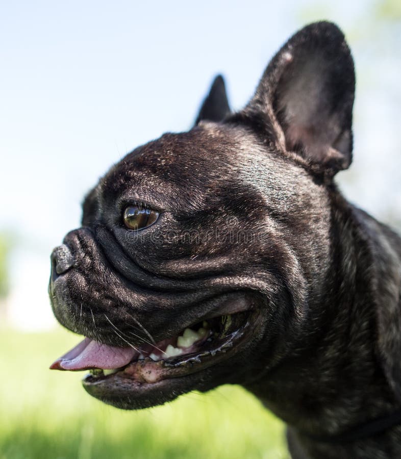 A portrait of a thoroughbred dog in nature