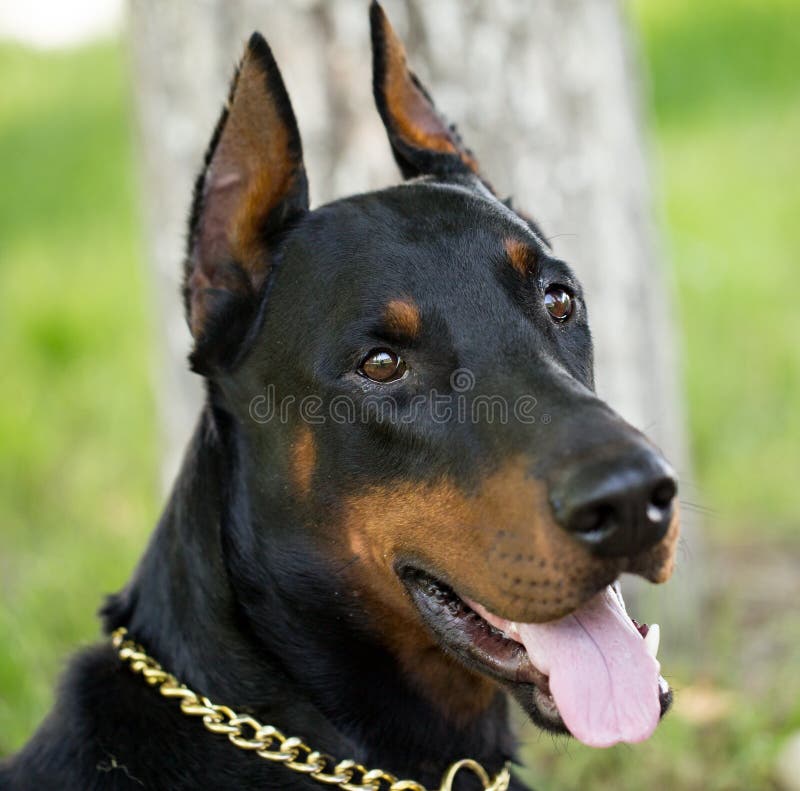 A portrait of a thoroughbred dog in nature