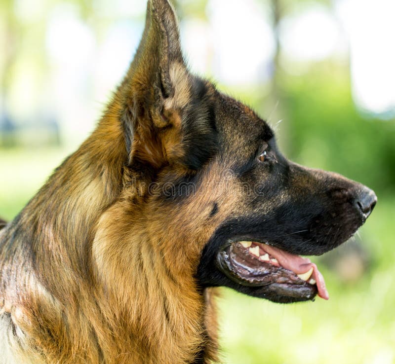 A portrait of a thoroughbred dog in nature