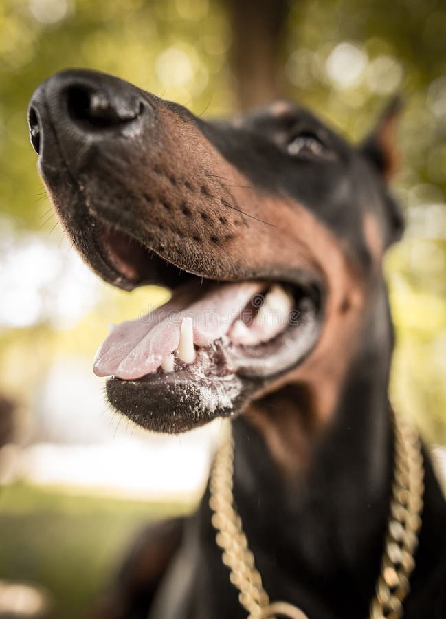 A portrait of a thoroughbred dog in nature