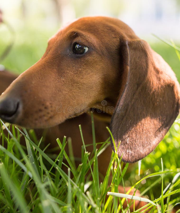 A portrait of a thoroughbred dog in nature