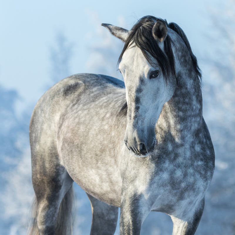 Кони в яблоках песня слушать. Серая в яблоках лошадь. Белая лошадь с серыми пятнами. Лошадь белая в яблоках. Серый конь.