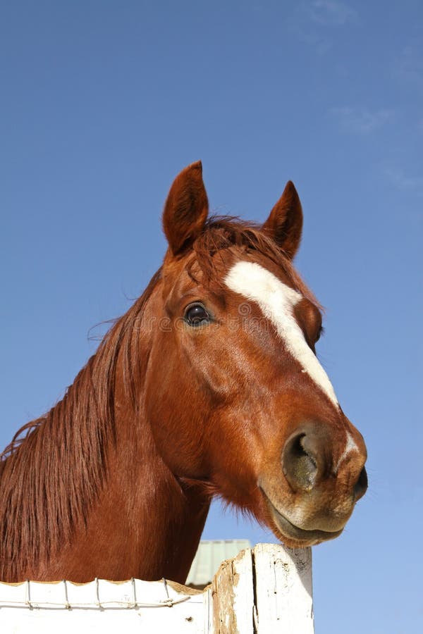 Portrait of Thoroughbred Horse stock image Portrait of Thoroughbred Horse stock image