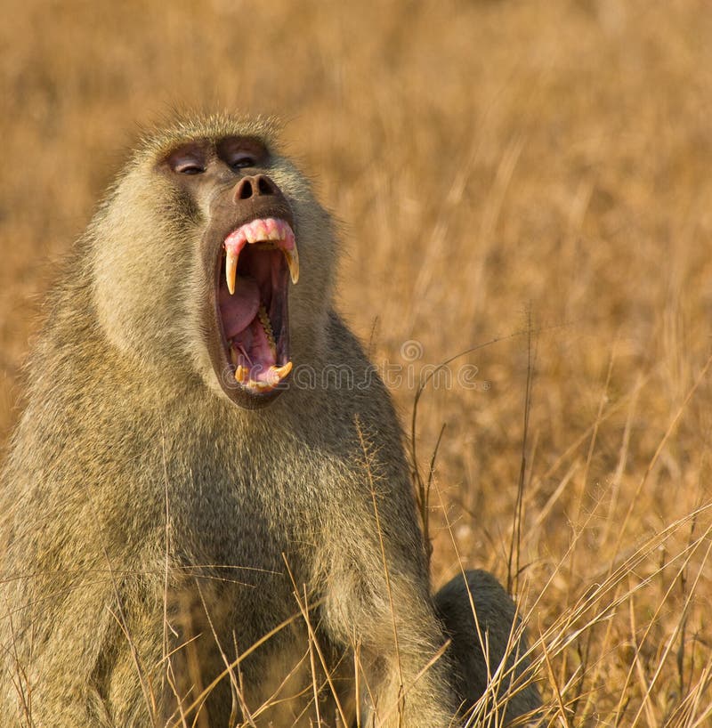 Portrait of a threatening Yellow Baboon