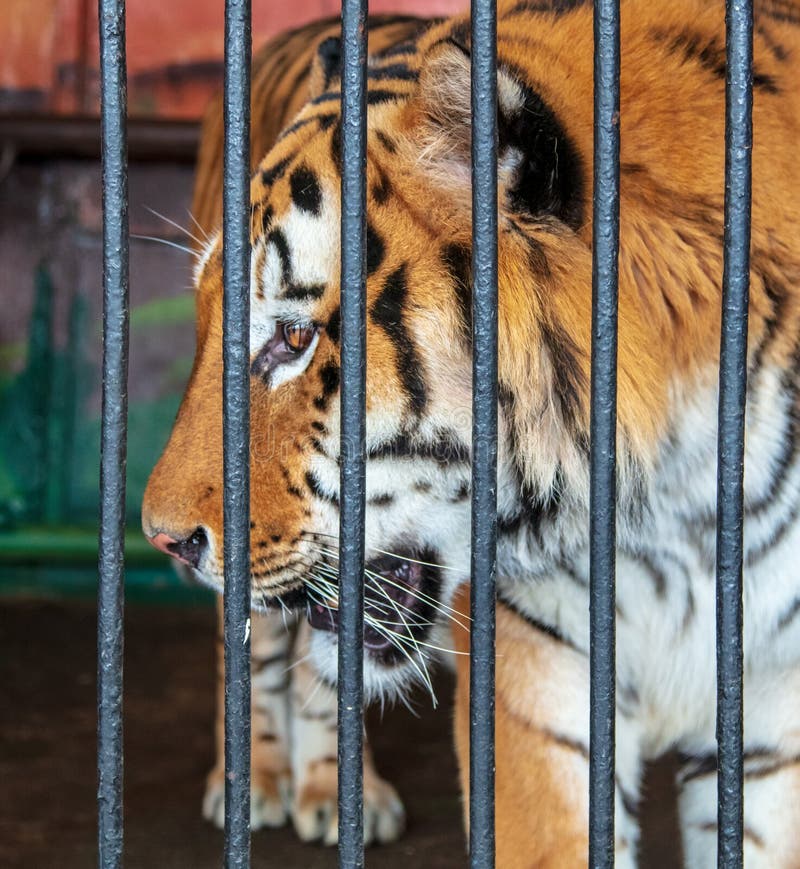 Portrait Of A Tiger In A Cage At The Zoo Stock Photo Image Of 40-keep-going-quotes-to-help-you-through-tough-times