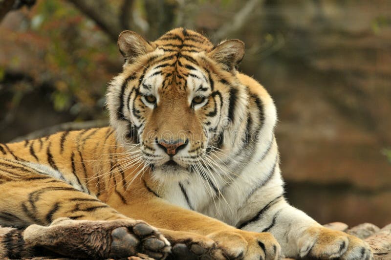 Portrait of tiger stock photography