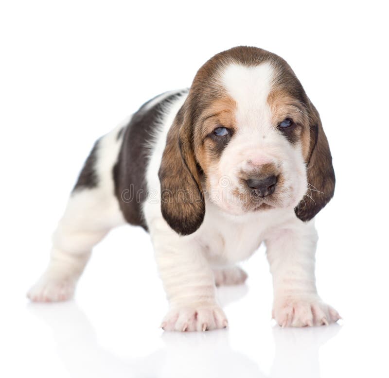 A Basset Puppy Dog Looking Sad Stock Photo - Download Image Now - Hush  Puppies, Basset Hound, Dog - iStock