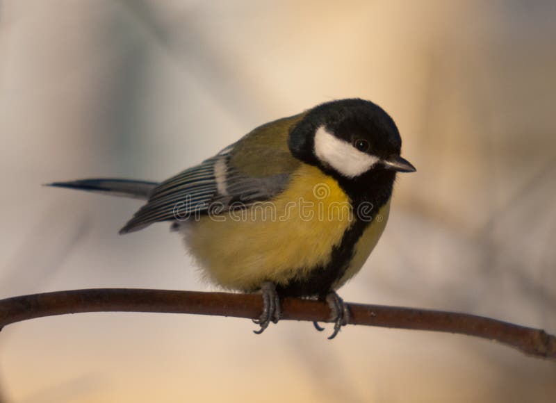 Portrait of a titmouse