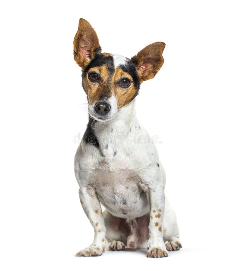 Portrait of a Tricolor Jack Russel Terrier Sitting and Looking Stock
