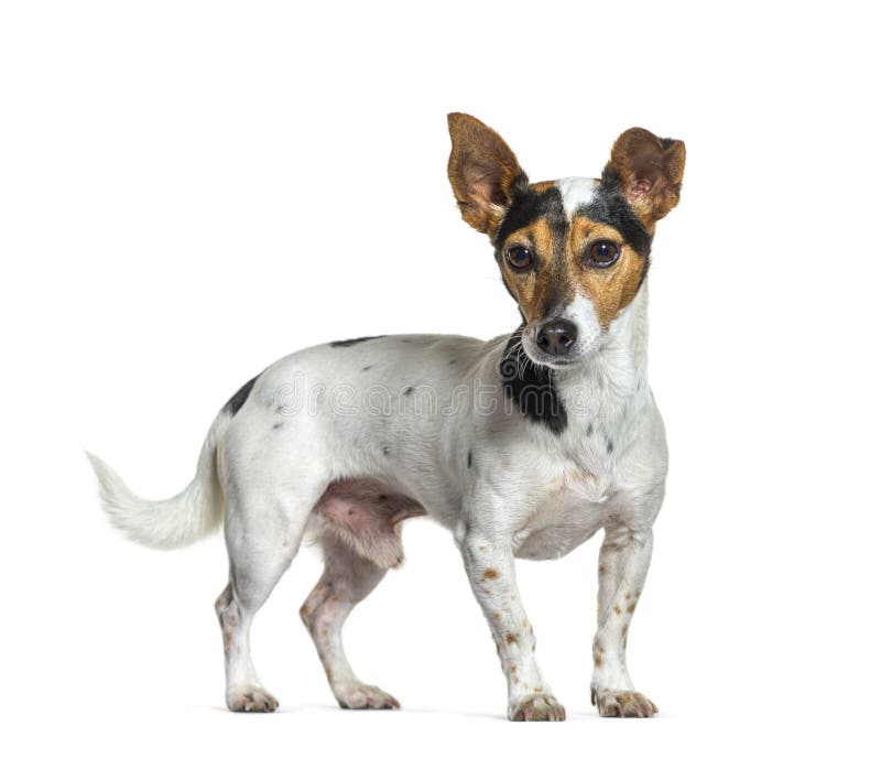 Portrait of a Tricolor Jack Russel Terrier Standing in Front, I Stock
