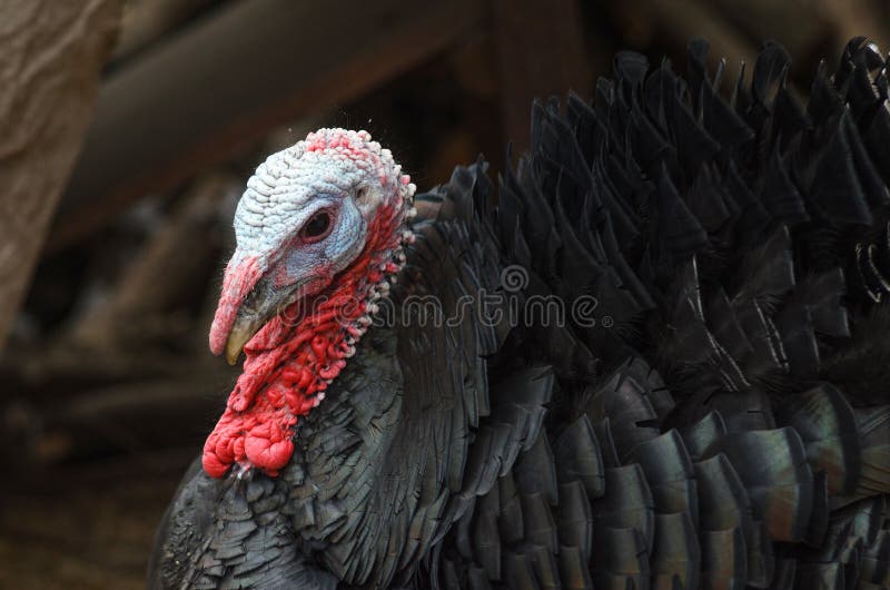 Portrait Of Turkey Bird Closeup Stock Photo Image Of Rural Nature