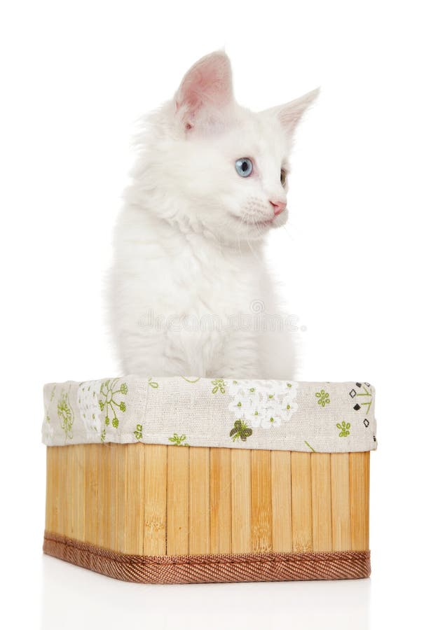 Portrait of a Turkish Angora kitten in basket