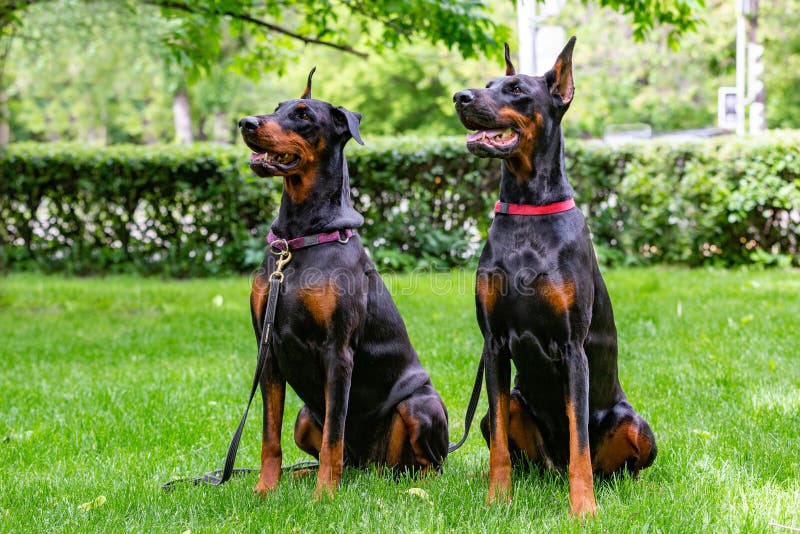Two sitting dobermans stock photo. Image of cross, grass 2697770