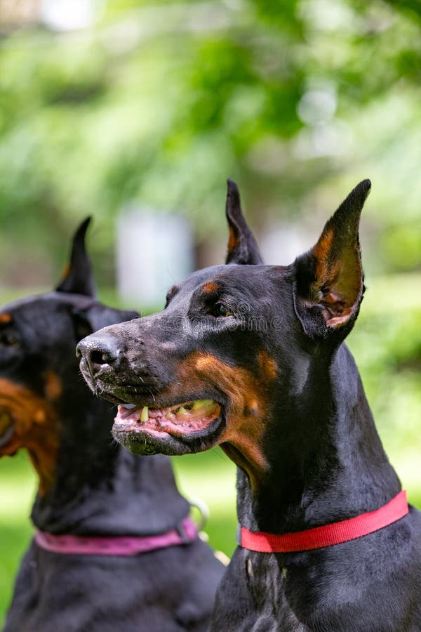 Two Black Dobermans Sitting on the Grass Stock Photo Image of black