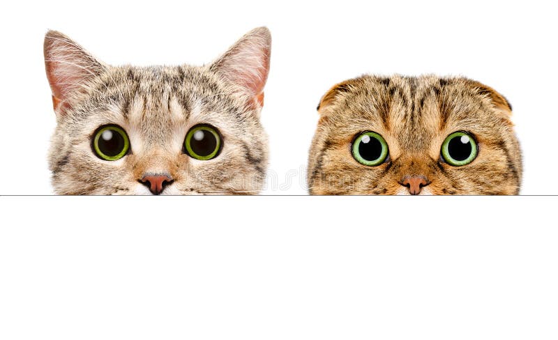 Portrait of a two cats peeking from behind a banner