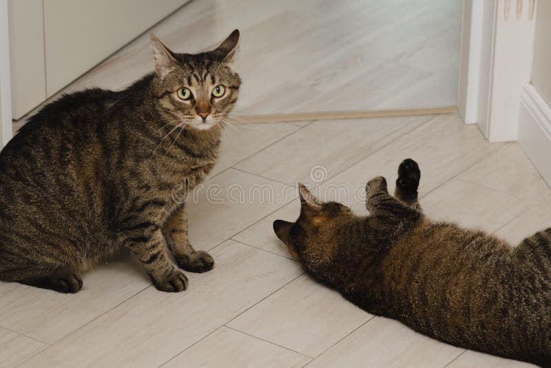 Portrait Of Two Cats Playing With Each Other In The Apartment Stock