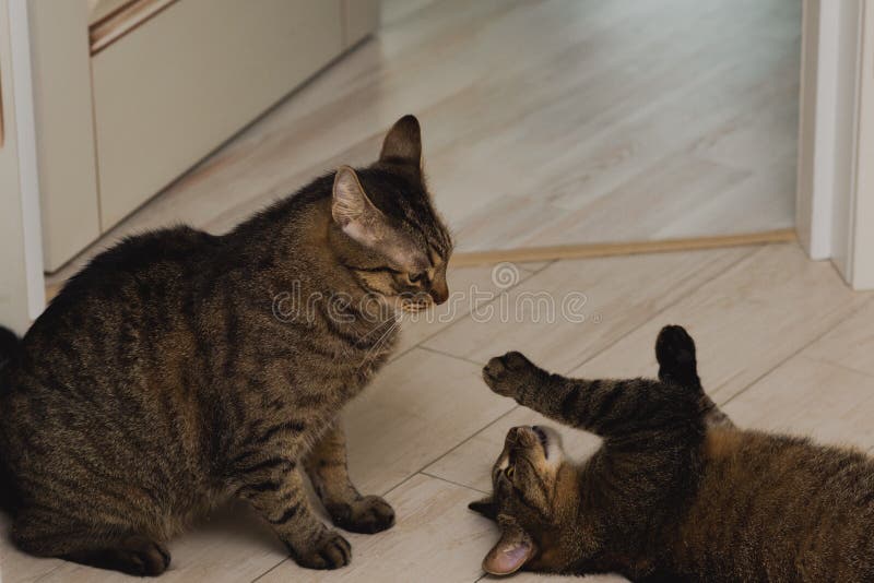 Portrait Of Two Cats Playing With Each Other In The Apartment Stock