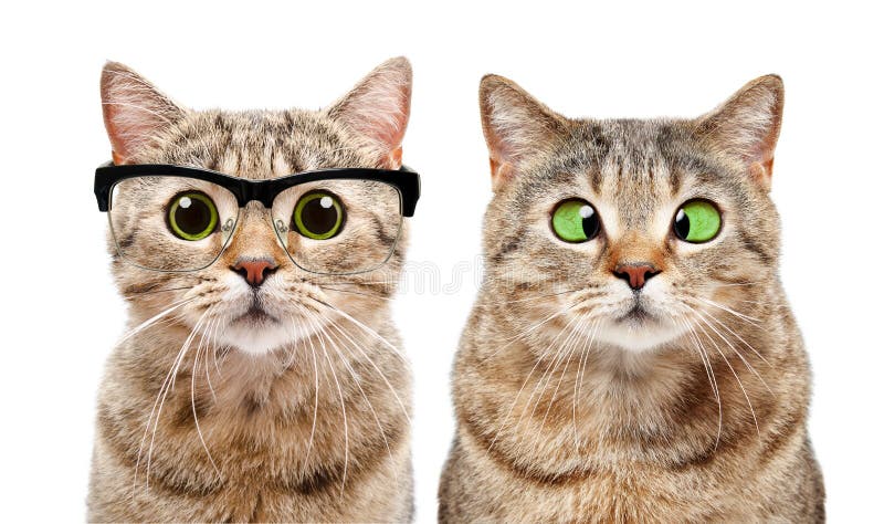 Two Cats Stock Photo, Picture and Royalty Free Image. Image 11723416.