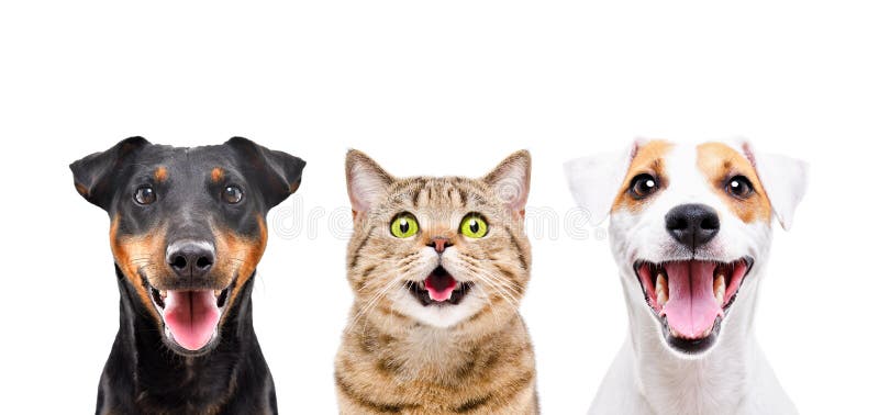 Portrait of Two Cute Dogs and Funny Cat Stock Image - Image of animals,  beauty: 149610627