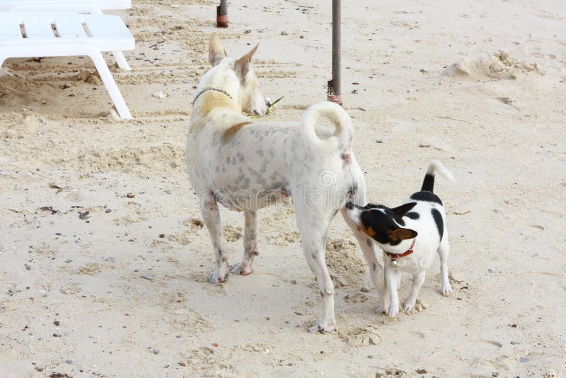 Portrait of Two Dog on the Beach, Lan Island, Pattaya, Chonburi ...