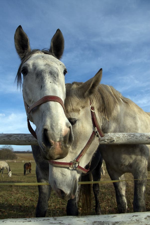 Portrait of two horses