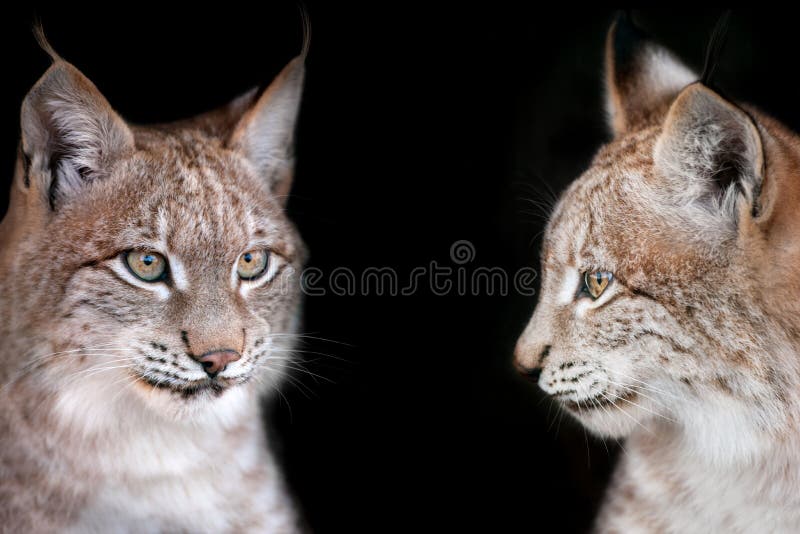 Portrait of two lunx royalty free stock image