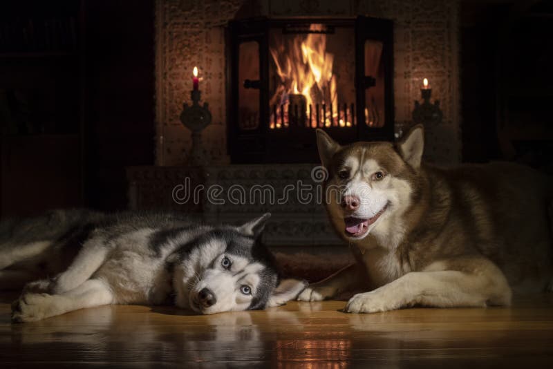Portrait of two Siberian husky dogs lying by the fireplace royalty free stock images