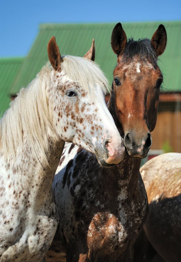 Portrait of a two unusual horses stock images Portrait of a two unusual horses stock images