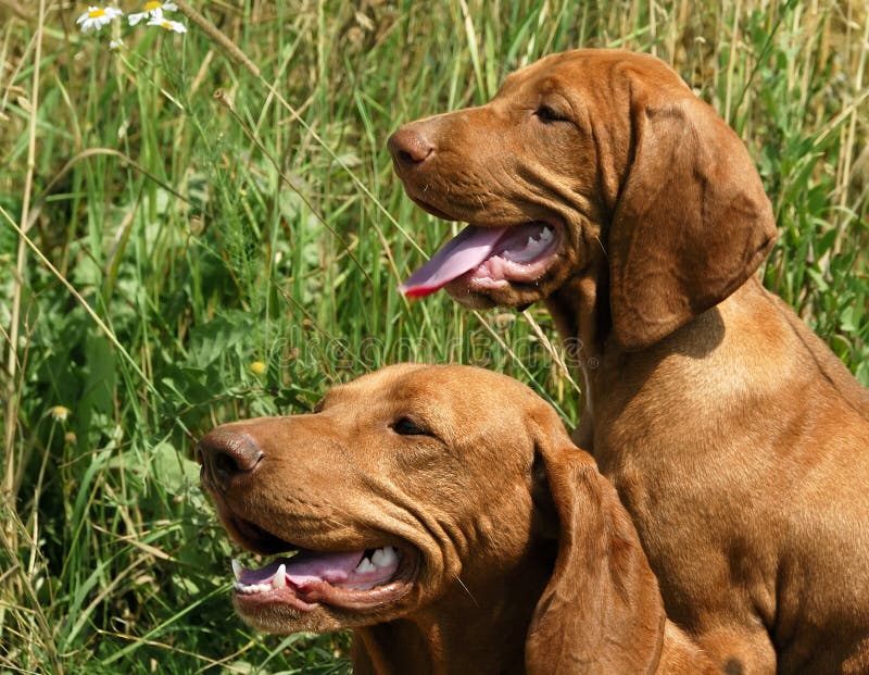 Portrait Of Two Vizsla Dogs