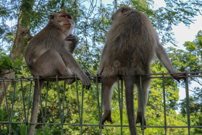 Portrait of two young monkey being inattentive and sitting at th