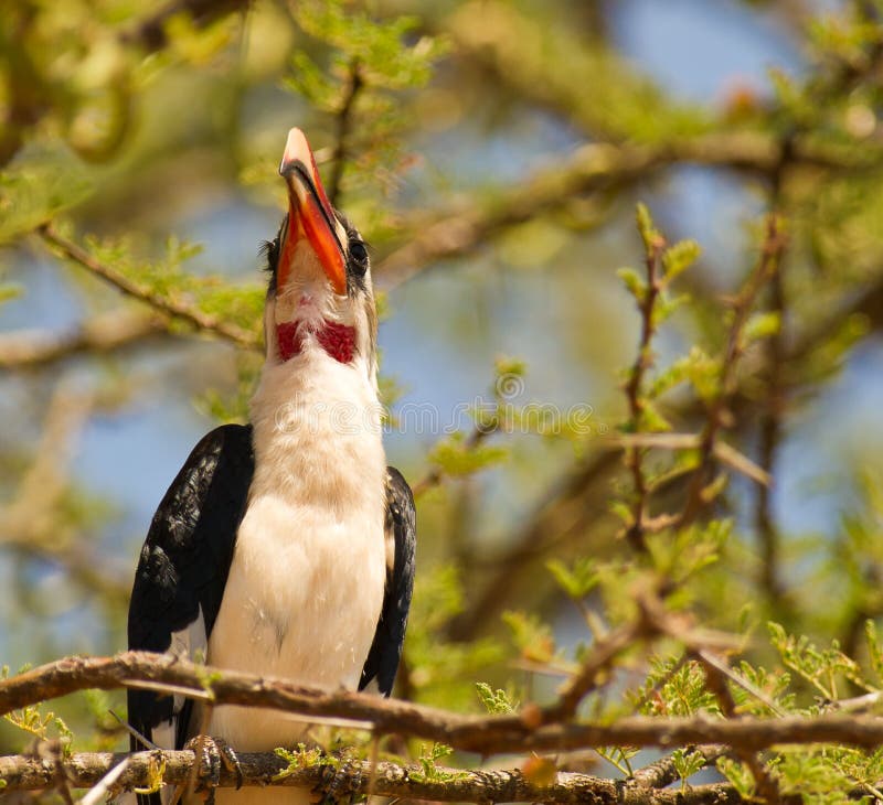 An adult male shows his impressive beak with the characteristic red and yellow colors. An adult male shows his impressive beak with the characteristic red and yellow colors.