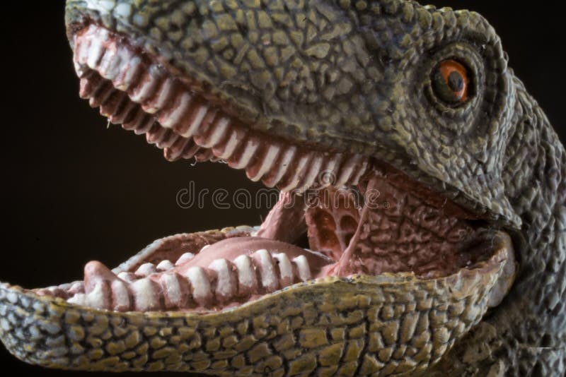 Portrait of an isolated and dangerous velociraptor on black background. Portrait of an isolated and dangerous velociraptor on black background
