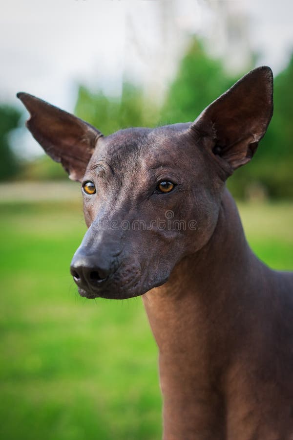 Portrait vertical d'un chien de race de Xoloitzcuintli, chien chauve mexicain de couleur noire de taille standard, se tenant deho photo libre de droits Portrait vertical d'un chien de race de Xoloitzcuintli, chien chauve mexicain de couleur noire de taille standard, se tenant deho photo libre de droits