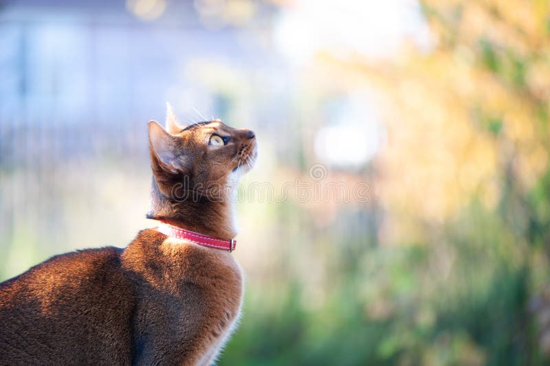 Portrait of a very beautiful Abyssinian cat in nature. Space for text