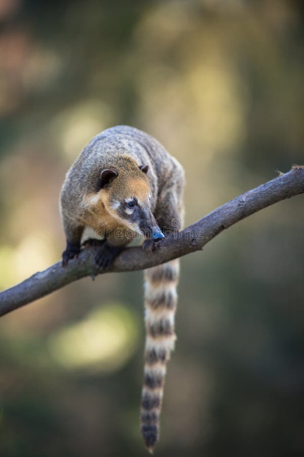 Portrait of a very cute White-nosed Coati