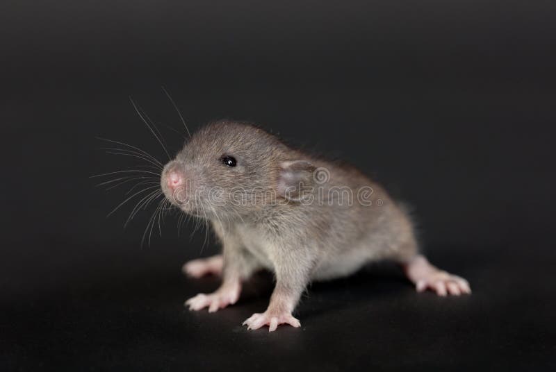 Portrait Of A Very Young Rat Stock Image Image of curiosity, small
