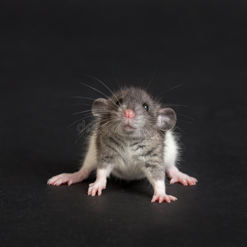 Very young rat stock image. Image of pets, whisker, black 30166915