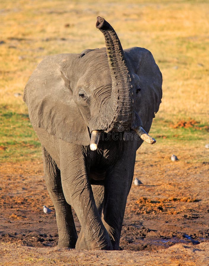 Portrait View of an African Elephant with it`s Trunk Extended into the