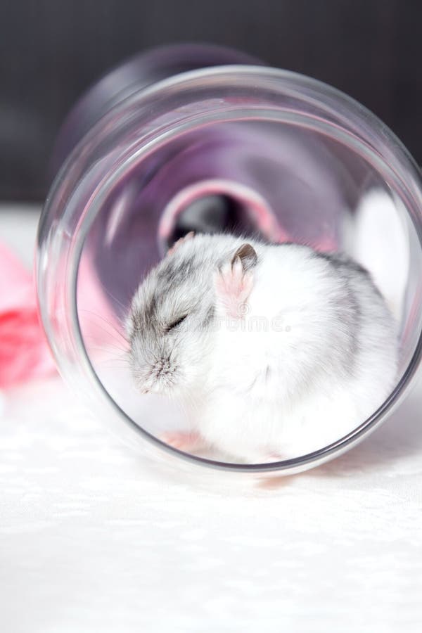 Portrait of Washing Hamster in the Glass Stock Photo - Image of wine ...