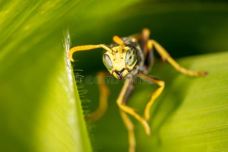 Portrait of a wasp on a green leaf royalty free stock photography Portrait of a wasp on a green leaf royalty free stock photography