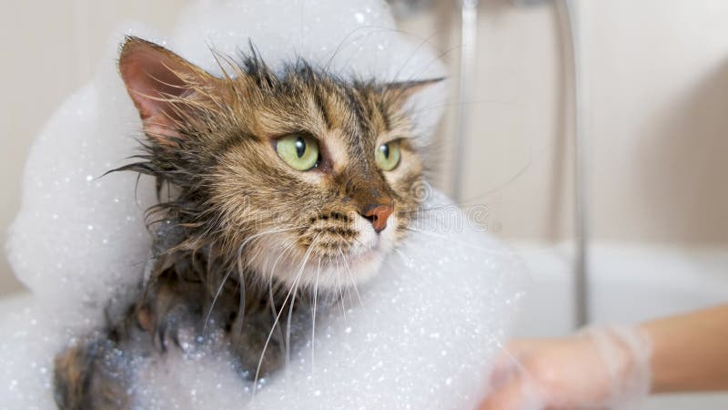Portrait of a wet fluffy cat with foam on its head in the hands of a veterinarian