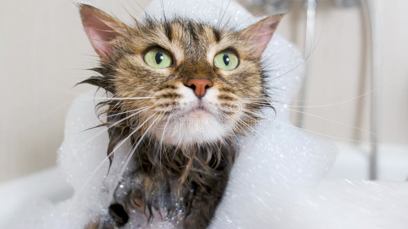 Portrait of a wet fluffy cat with foam on its head in the hands of a veterinarian