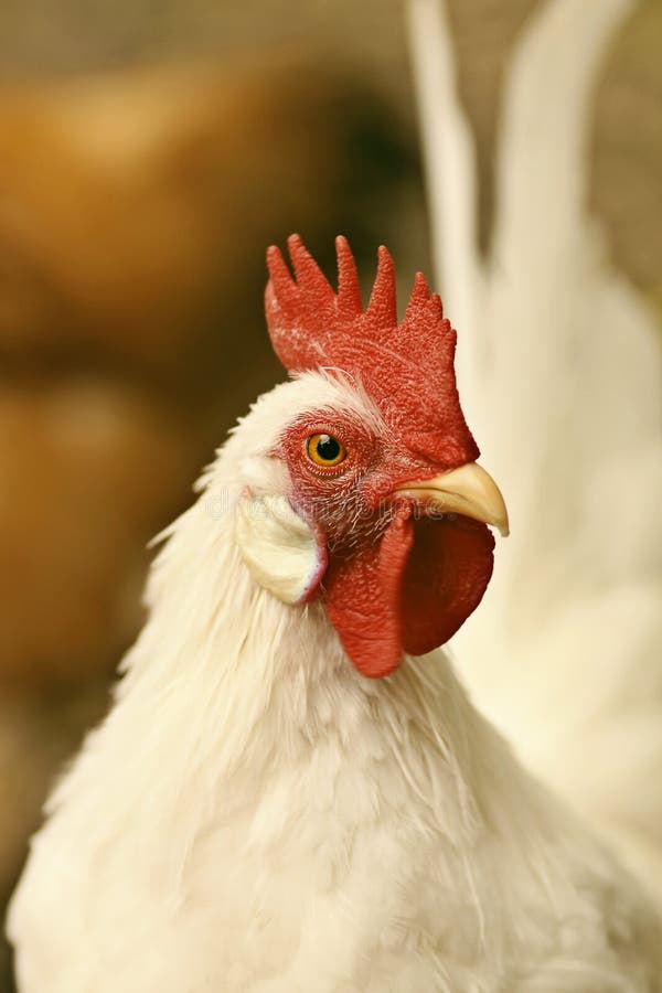 Portrait of a White Bantam Serama Rooster