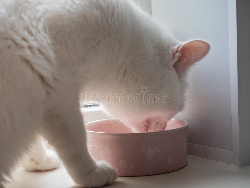 Portrait of a white cat eating his food from a pink cup close-up