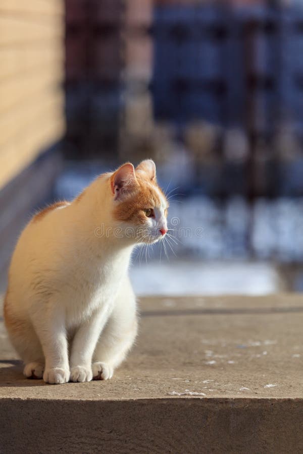 White cat with red spots stock image. Image of small 176919707