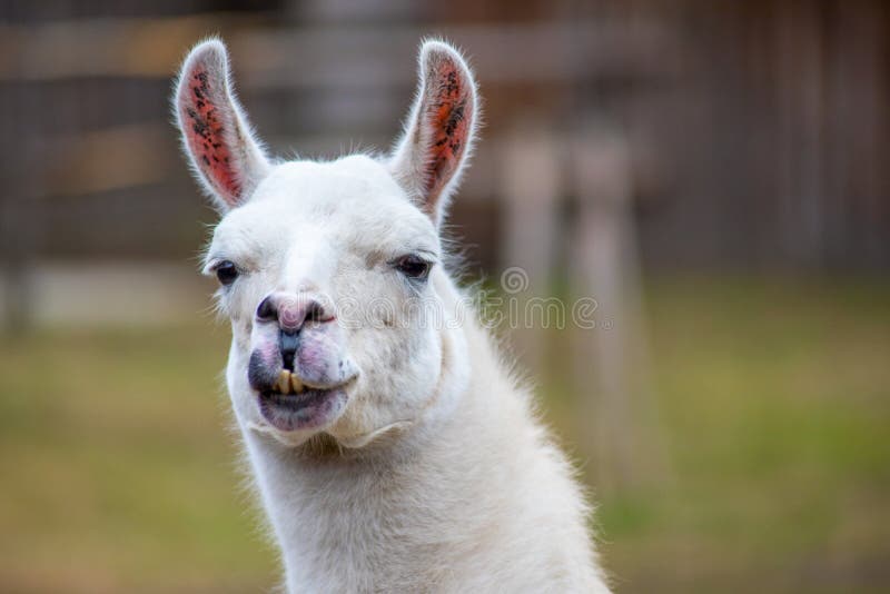 Portrait of a white doe in nature royalty free stock images Portrait of a white doe in nature royalty free stock images