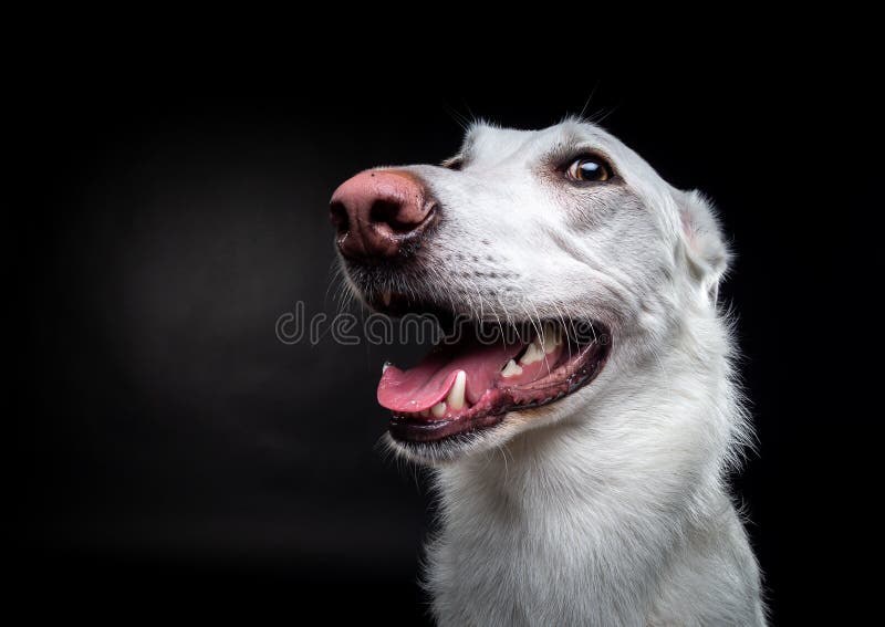 Portrait of a White Dog, on an Isolated Black Background Stock Photo