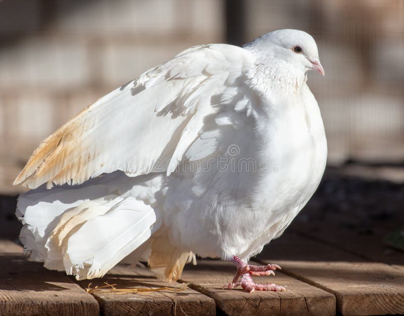 Portrait of a White Dove on a Farm Stock Image Image of grey, wild