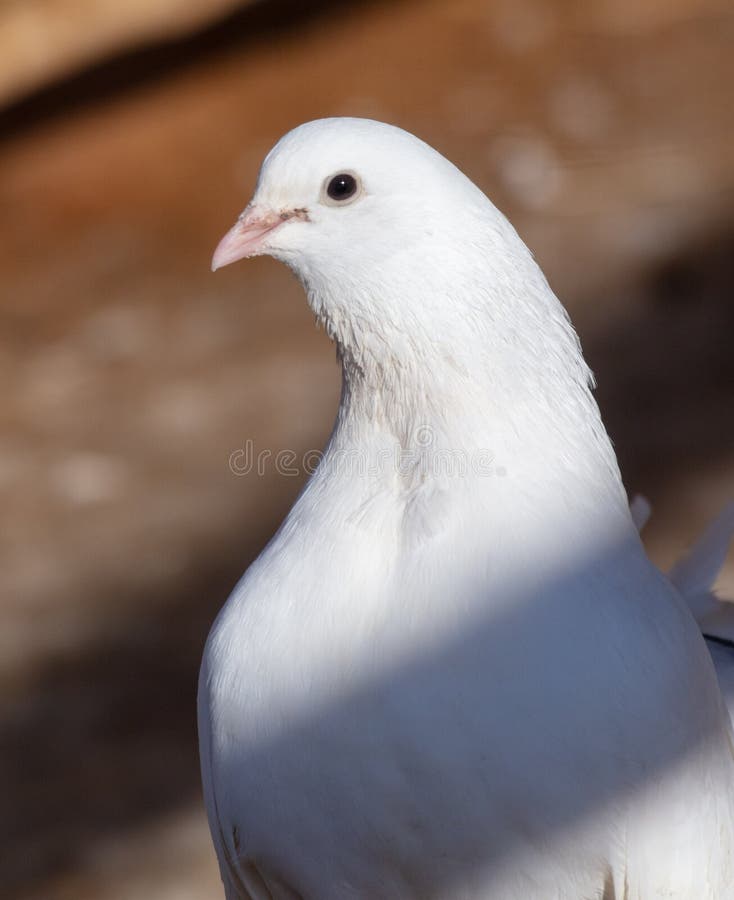 Portrait of a White Dove on a Farm Stock Image Image of dove, peace